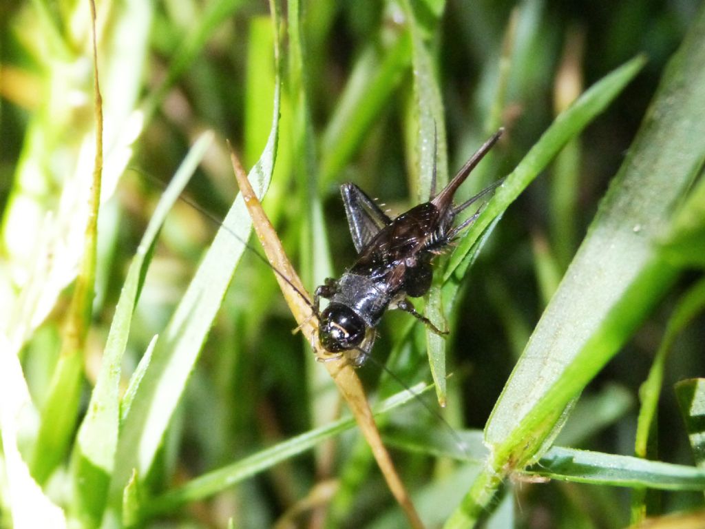 Che animale produce questo suono? Svercus palmetorum palmetorum (Gryllidae)